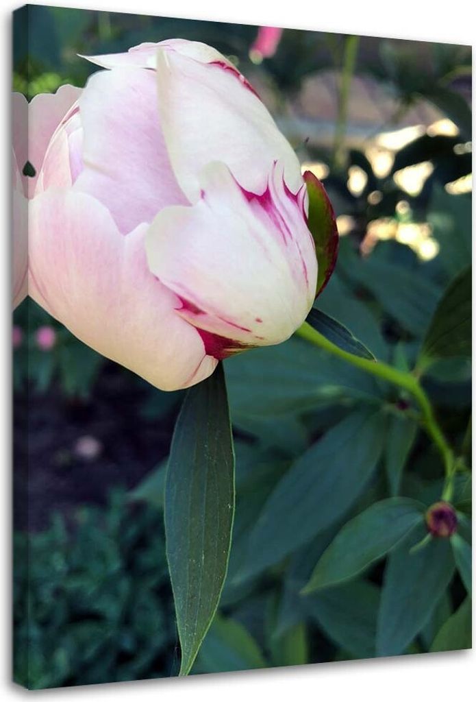 Leinwandbild rosa pfingstrose pflanze blumen 80x120 cm Feeby rosa wandbild bereit zum aufhängen