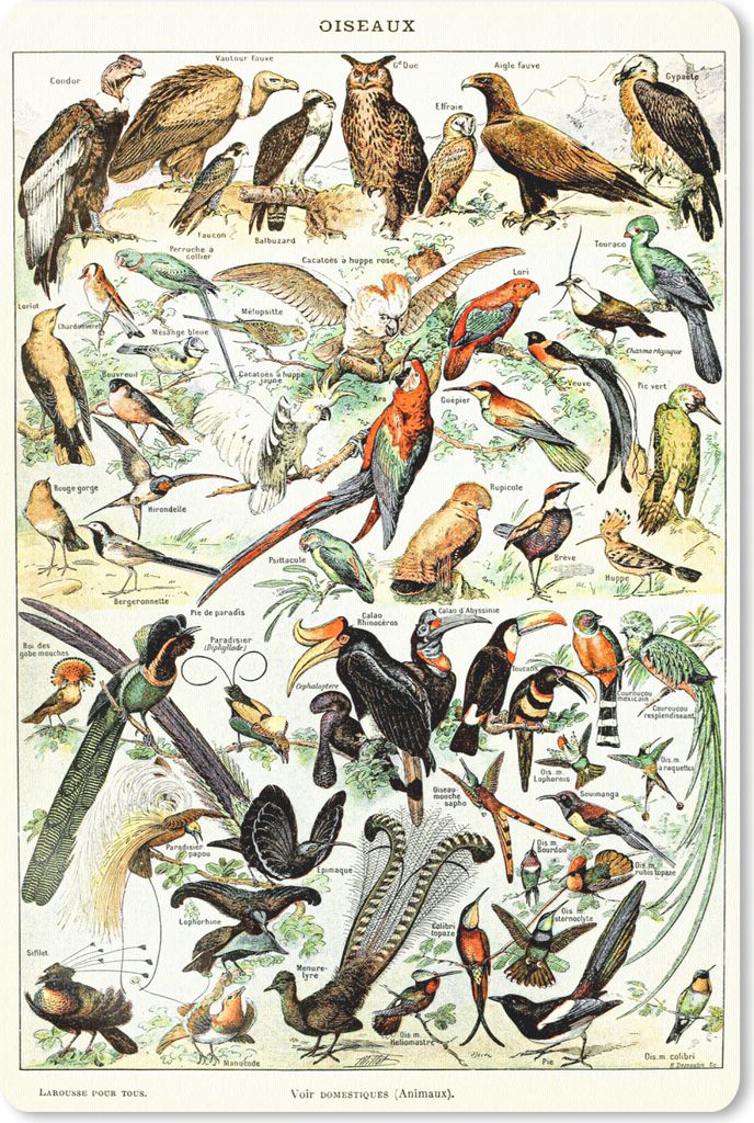 MuchoWow® Mauspad Mousepad Vogel - Tiere - Natur 18x27 cm - Produktbild 