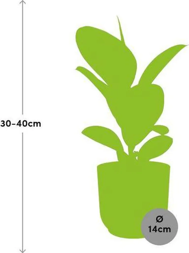 Ficus Elastica Robusta Purifiant - Plante Facile en Pot Rose 14 cm