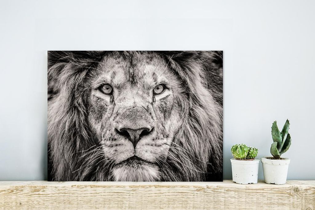 MuchoWow Wanddekoration Metall Metallbild Wandkunst 40x30 cm Löwe - Wild - Schwarz - Weiß MuchoWow Aluminium Gemälde - Dekoration Wohnzimmer