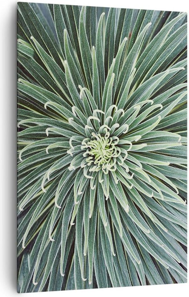 Bild auf Leinwand - Leinwandbild - Einteilig - Agave Grün Pflanze - 80x120cm - Wand Bild - Wanddeko - Wandbilder - Leinwanddruck - Wanddekoration ...