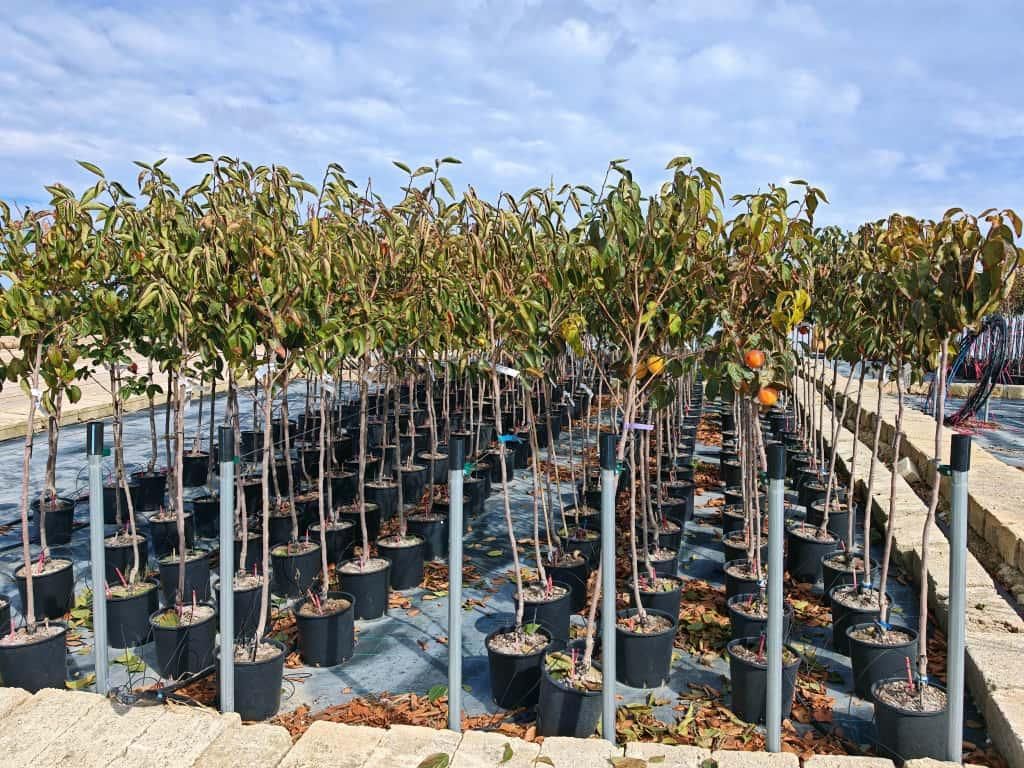 Kaki Baum Diospyros kaki „Fuyu“ 160–200 cm – winterharte Produktbild 