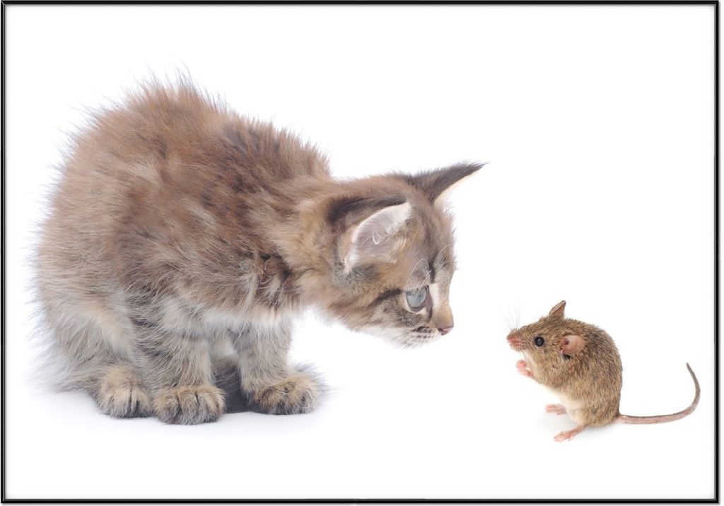 Wallario Wandbild Katze und Maus beim Spielen - weißer Hintergrund, Größe: 70,30 x 100,30 cm, Poster mit schwarzem Aluminiumrahmen
