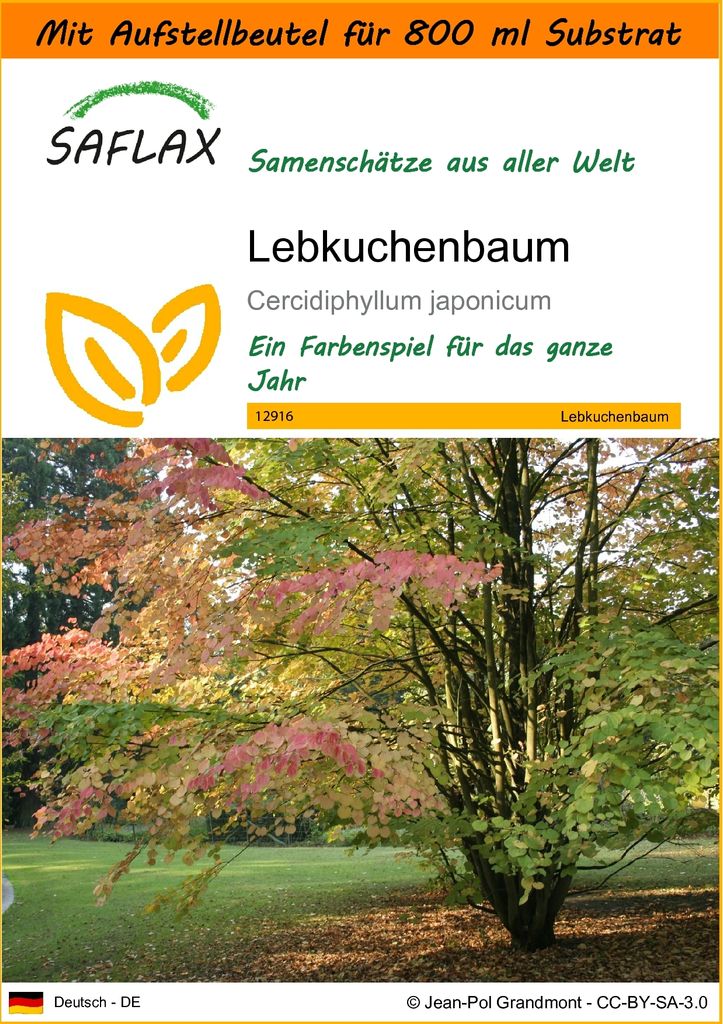 SAFLAX - Garden in the Bag - Lebkuchenbaum - 200 Samen - Mit Anzuchtsubstrat im praktischen, selbst aufstellenden Beutel - Cercidiphyllum japonicum