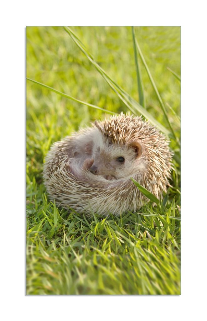 Wallario Herdabdeckplatte aus Glas 1-teilig, Größe 30x52 cm Eingerollter Igel im Gras