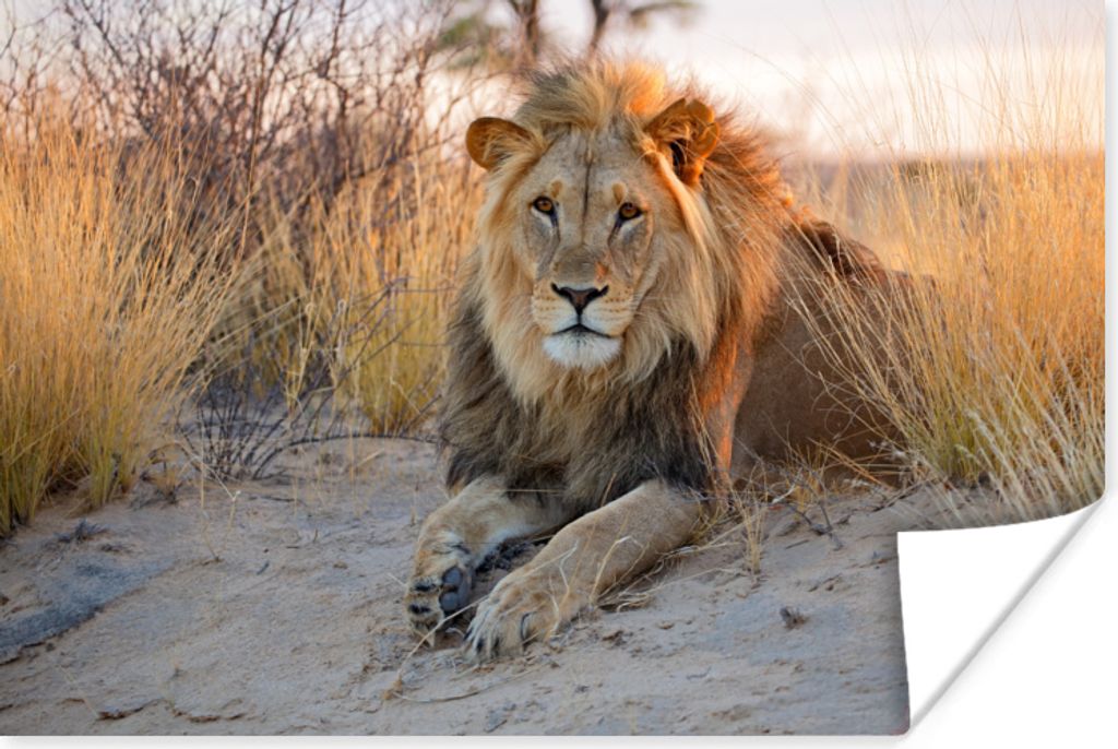 MuchoWow Poster Löwe - Morgen - Afrika 120x80 cm - Bilder