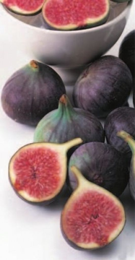 Ficus carica Brown Turkey - Echte Feige Brown Turkey