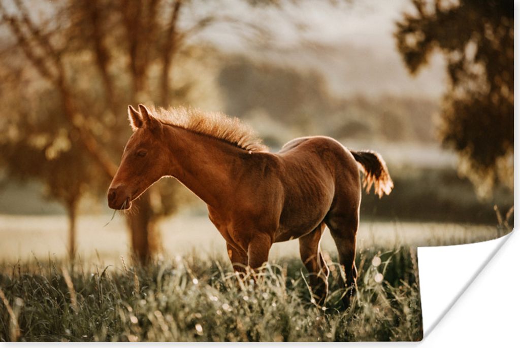 MuchoWow Poster Pferd - Licht - Wiese 60x40 cm - Schlafzimmerdekoration