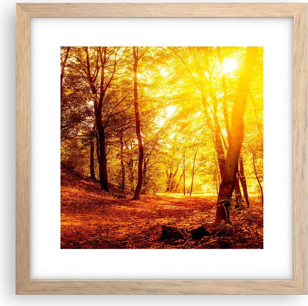 Gerahmtes Poster - Rahmen in heller Eiche - Wald Baum Natur - 30x30 cm - Wand Bild - Wanddeko - Wandbilder - Kunstposter - Wandposter - Bilderrahme...
