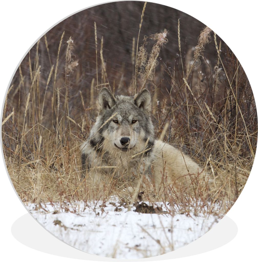 MuchoWow Rundes Wandbild - Runde Bilder Wolf auf einer Tundra Ø 60 cm Kreis Wanddekoration Kunststoff - Wandkreis - Wandschmuck - Wand Kreis - D...