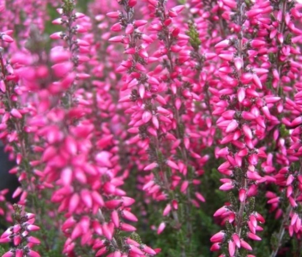Calluna vulgaris Rose River - Sommerheide - 5-Stück