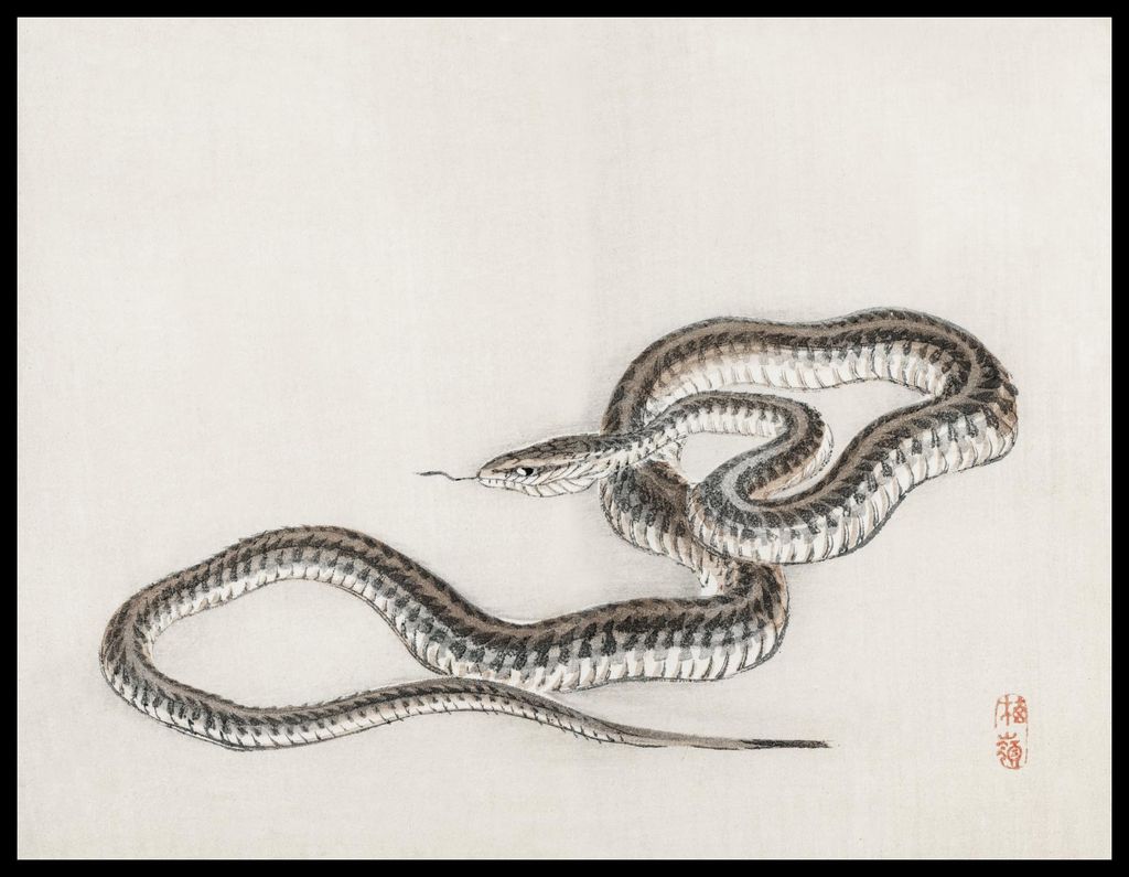 Plakat 65x50cm Schlange, Kōno Bairei