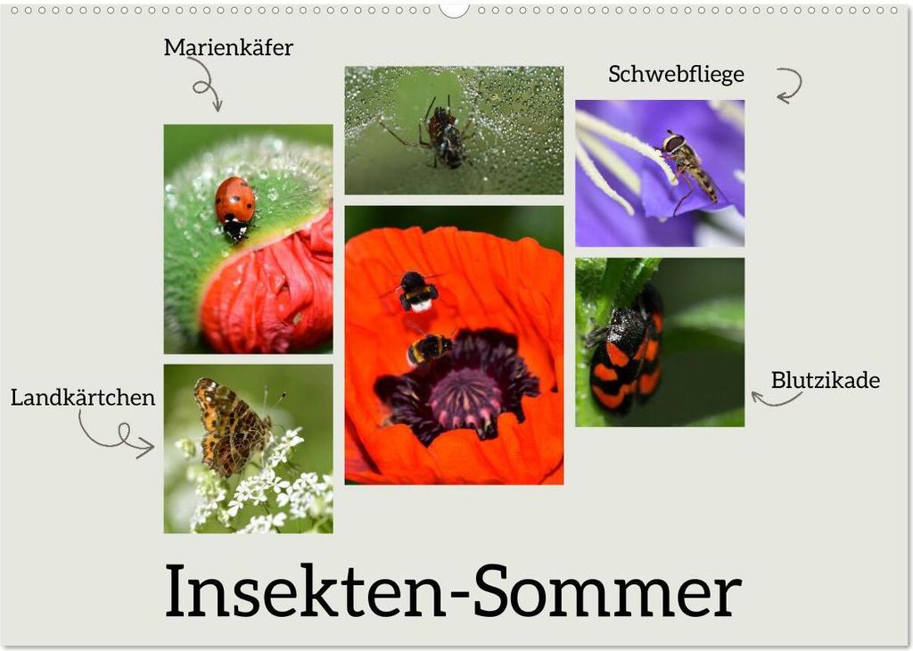 Insekten-Sommer (Wandkalender 2026 DIN A2 quer), CALVENDO Monatskalender