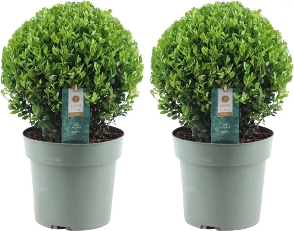 Plante de jardin facile d'entretien Ilex crenata Jenny boule Ø25cm lot de 2
