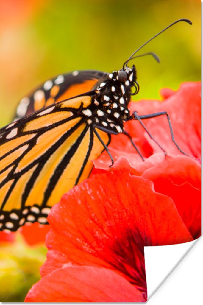 MuchoWow Poster Blumen - Schmetterlinge - Monarch 40x60 cm - Plakate für die Wand - Poster Babyzimmer