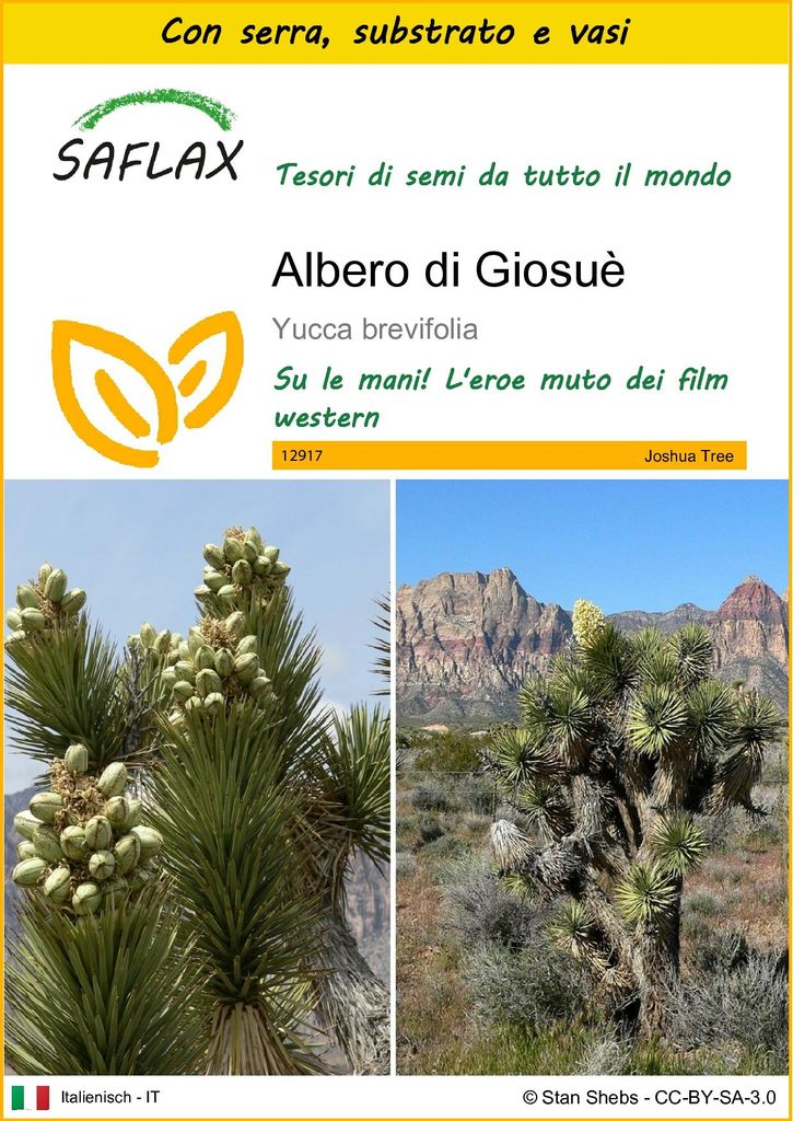 SAFLAX Insieme di coltivazione - Albero di Giosuè - 10 semi Immagine del prodotto 