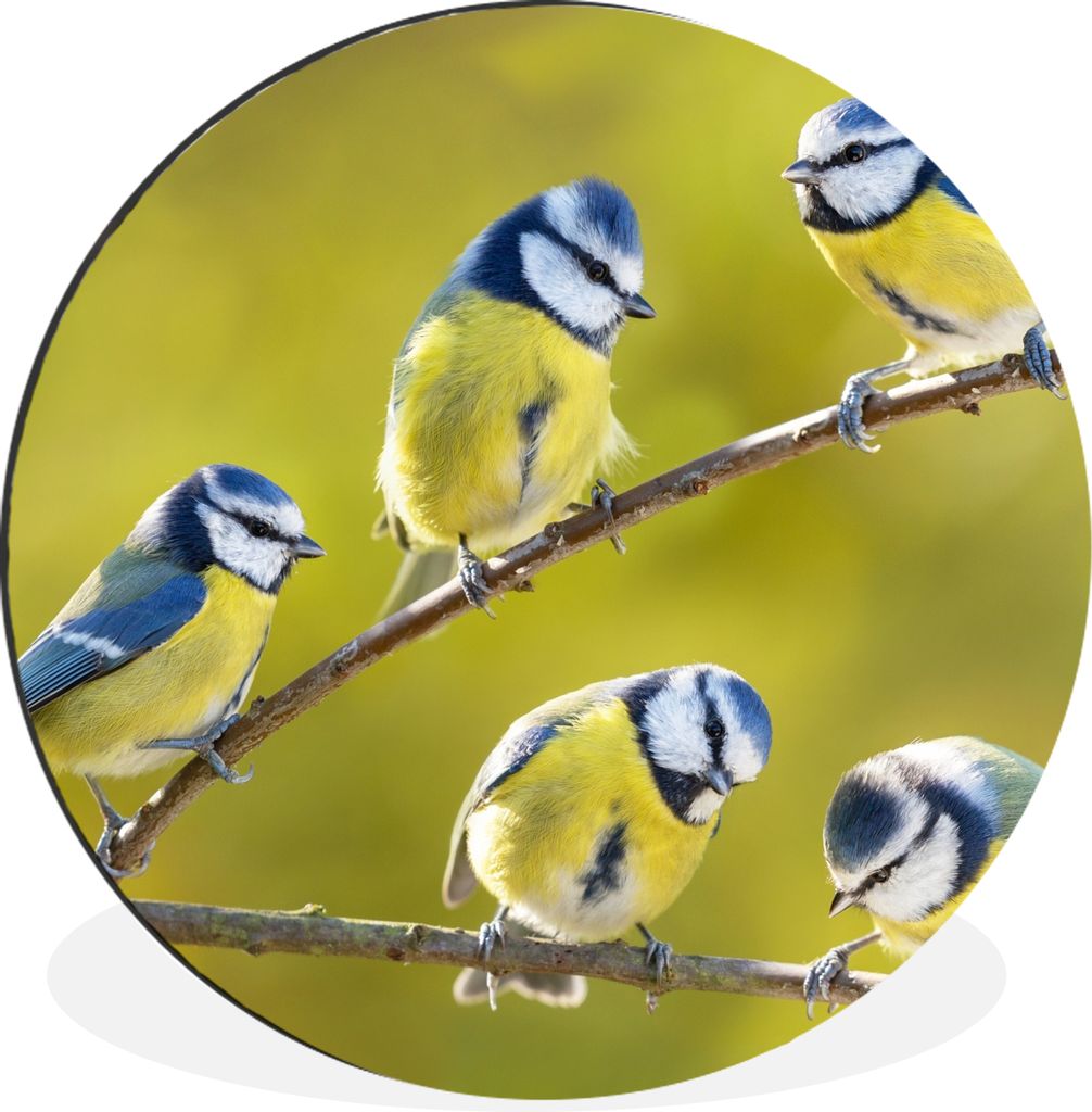 MuchoWow Aluminium Wandkreis Vogel - Blaumeise - Äste - Sonne Ø 90 cm Wanddeko Modern Wohnzimmer - Mauerkreis - Wandbilder - Runde Bild - Bild ...