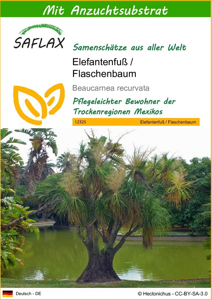 SAFLAX - Elefantenfuß / Flaschenbaum - 10 Samen - Mit keimfreiem Anzuchtsubstrat - Beaucarnea recurvata