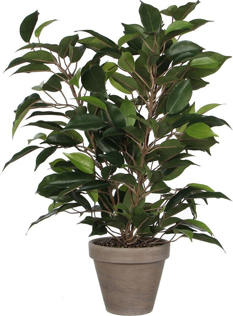 Ficus Natasja Artificiel Plante Artificielle Réaliste Et Image du produit 