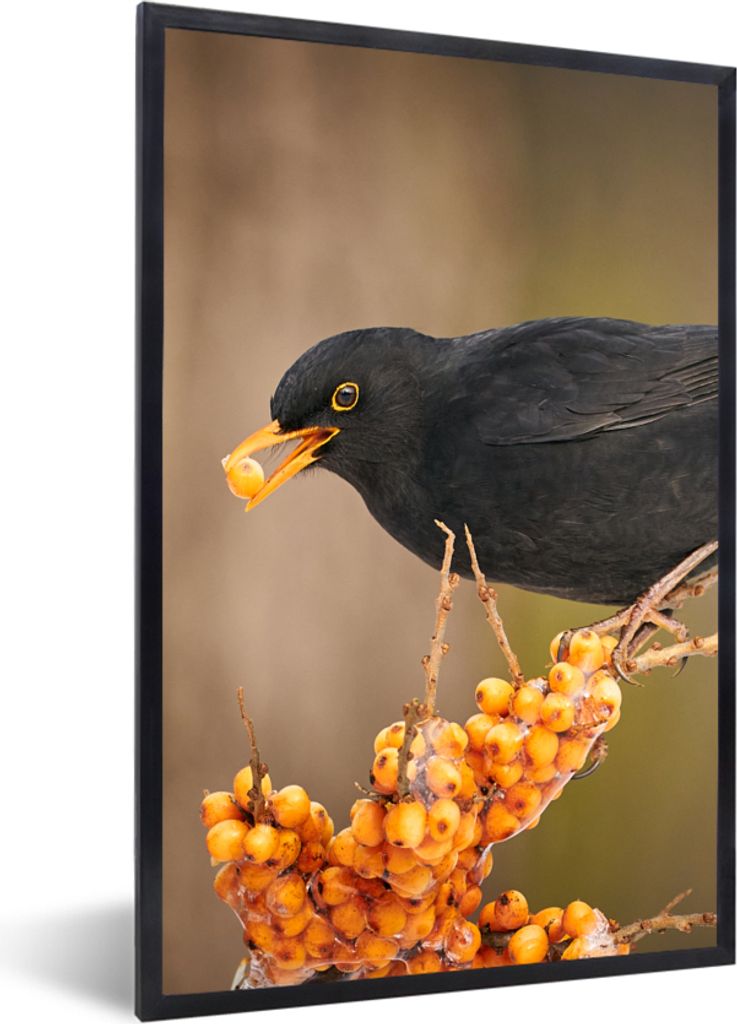 MuchoWow Gerahmtes Poster Vogel - Amsel - Winter - Eis - Beere 40x60 cm - Poster mit Schwarzem Bilderrahmen Wandposter Rahmen Foto Bilder - Papie...