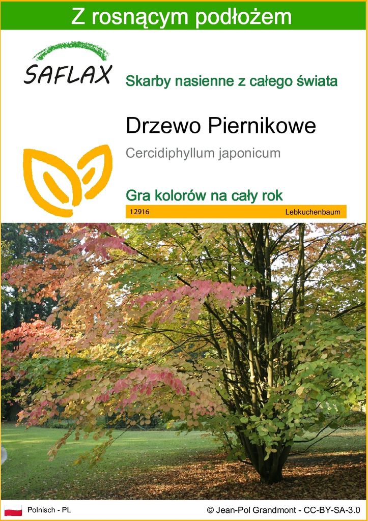SAFLAX - Drzewo Piernikowe - 200 Nasiona - Z podłożem Zdjęcie produktu 