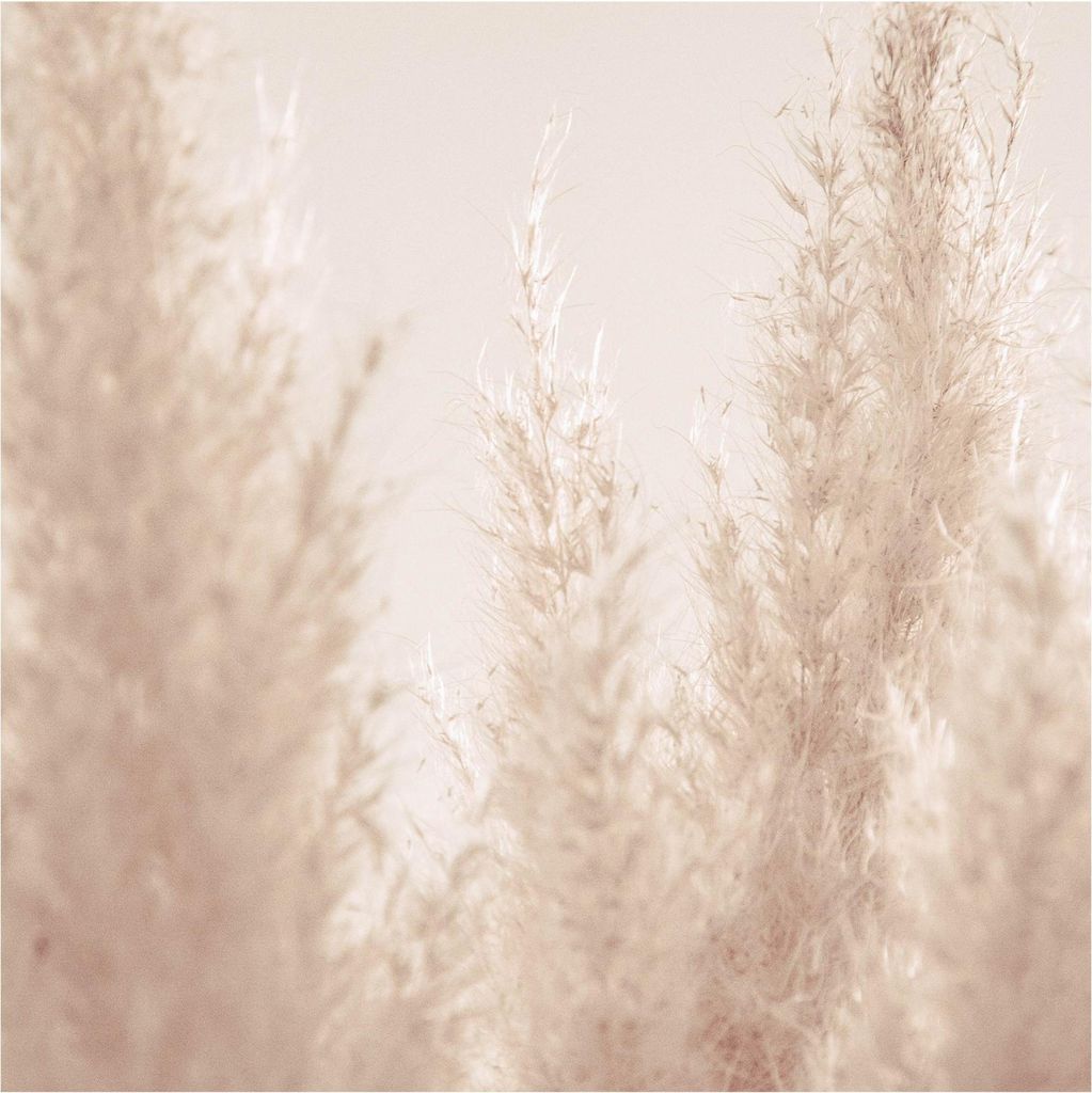 Fototapete Blumen - Vliestapete - Bildtapete UV-beständig Gräser beige Landhaus Wandtapete geruchsfrei