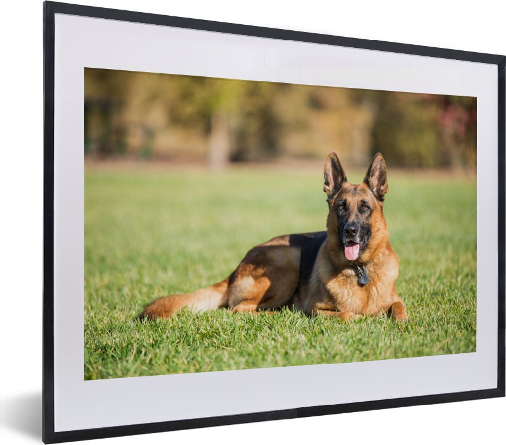 MuchoWow MuchoWow Gerahmtes Poster Deutscher Schäferhund im Gras liegend 40x30 cm - Poster mit zchwarzem Bilderrahmen - Bilderrahmen - Poster ...