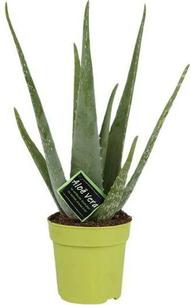 Plante verte Aloe vera succulente d'intérieur en pot de culture 12cm