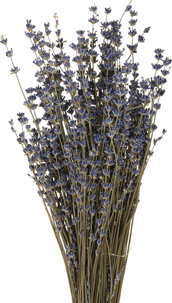 Lavendel Trockenblumen Deko 100g 40cm Shabby Chic
