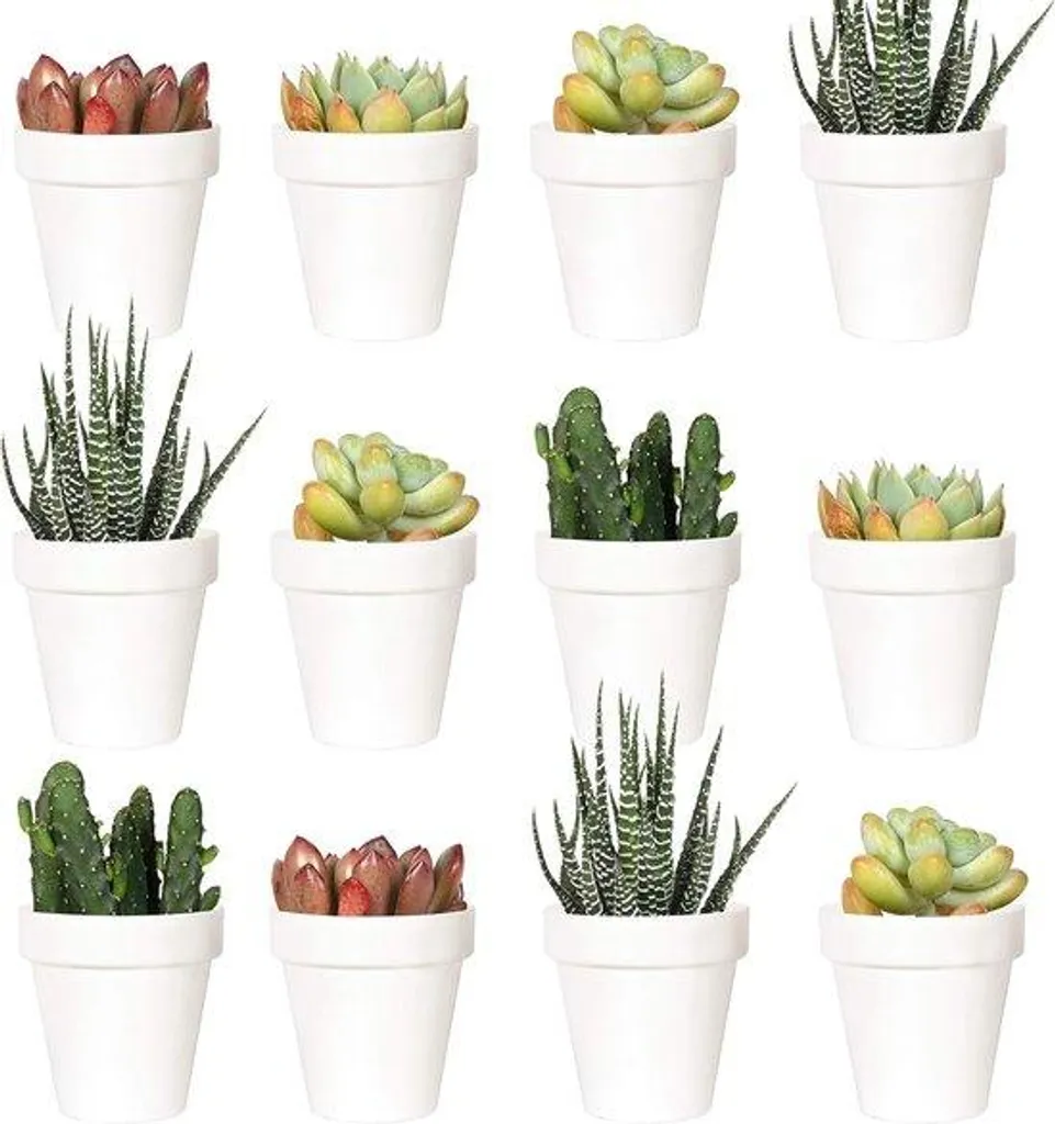 Réussir vos semis avec ces 24 pots de fleurs 5 cm plastique blanc pro