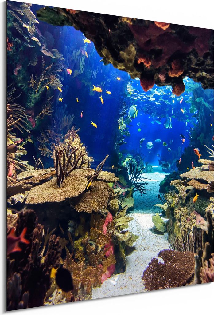DEQORI Alu-Dibond Bild Weiß 50x50 cm 'Exotisches Aquarium' Wandbild Metall dünn Design