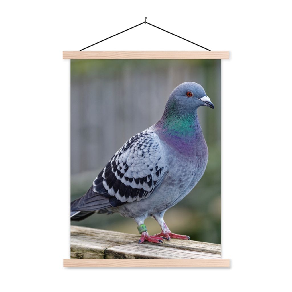 MuchoWow Textilposter Taube - Vogel - Lila - Federn 120x160 cm mit holzfarbenen Rahmen - Plakatkarton