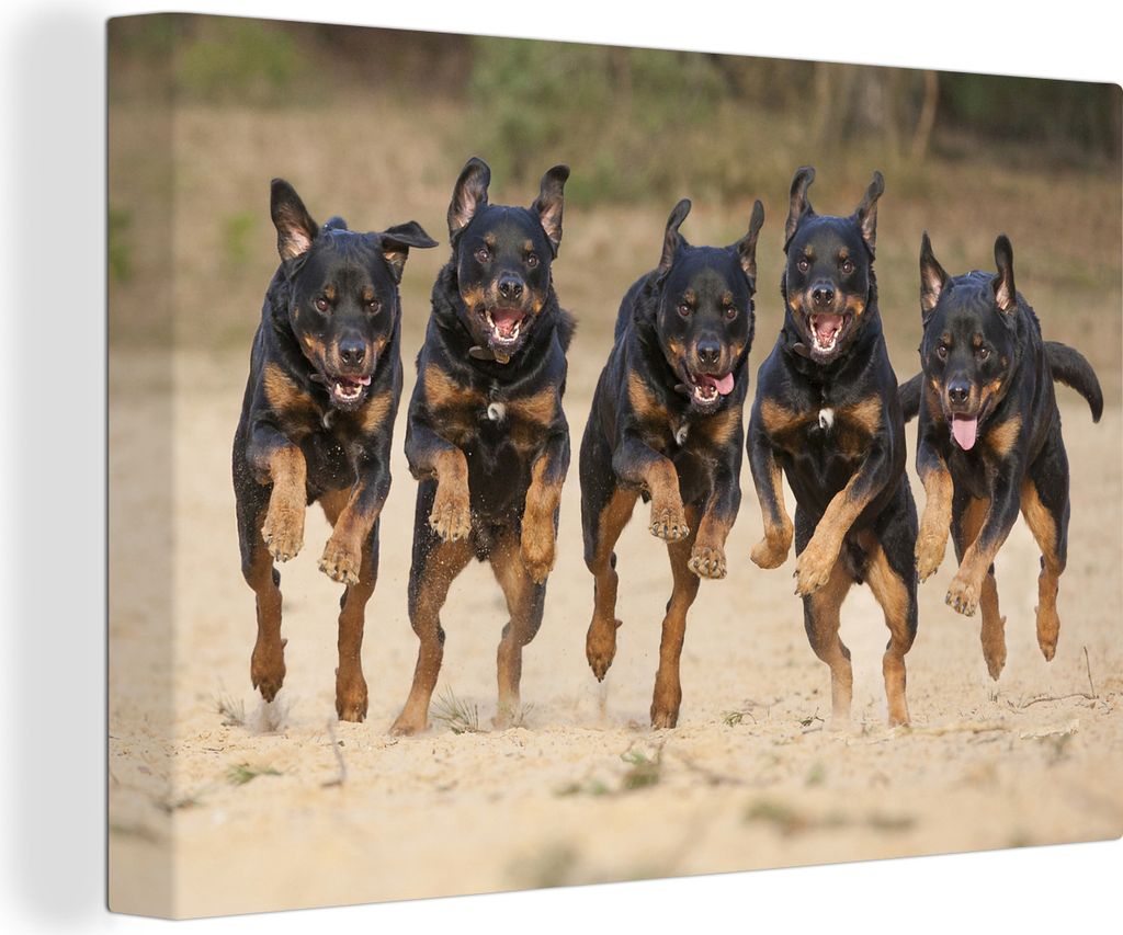 OneMillionCanvasses - Leinwandbilder - 140x90 cm, In einer Reihe laufende Rottweiler, Wandbilder Kunstdruck Wanddekoration - Foto auf Leinwand - ...