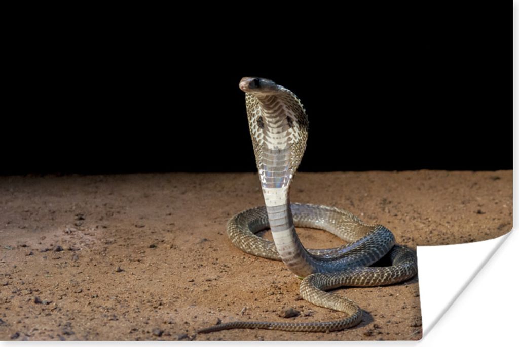 MuchoWow Poster Indische Kobra bewegt sich im Sand 60x40 cm - Schlafzimmerdekoration