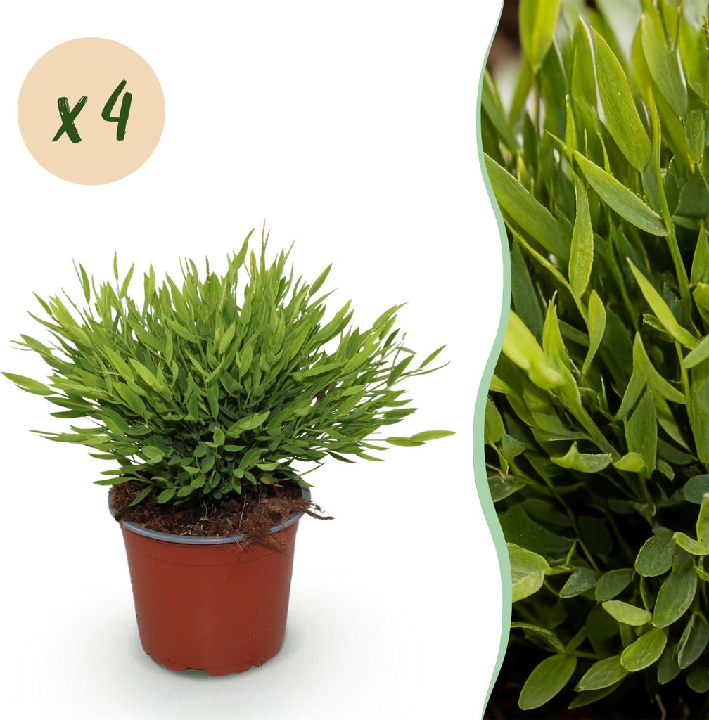 Green boutiQ - Zimmerpflanze - Bamusa Pogonatherum Monica - Bambusgras - Haustierfreundlich - Grün - 4 Pflanzen - Topf 12cm - Höhe 30-35cm