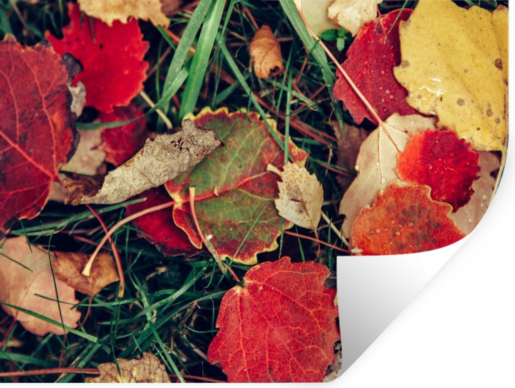MuchoWow Wandtattoo Wandsticker Wandaufkleber Blätter - November - Herbst - Natur 80x60 cm Selbstklebend und Repositionierbar - Faltenfrei