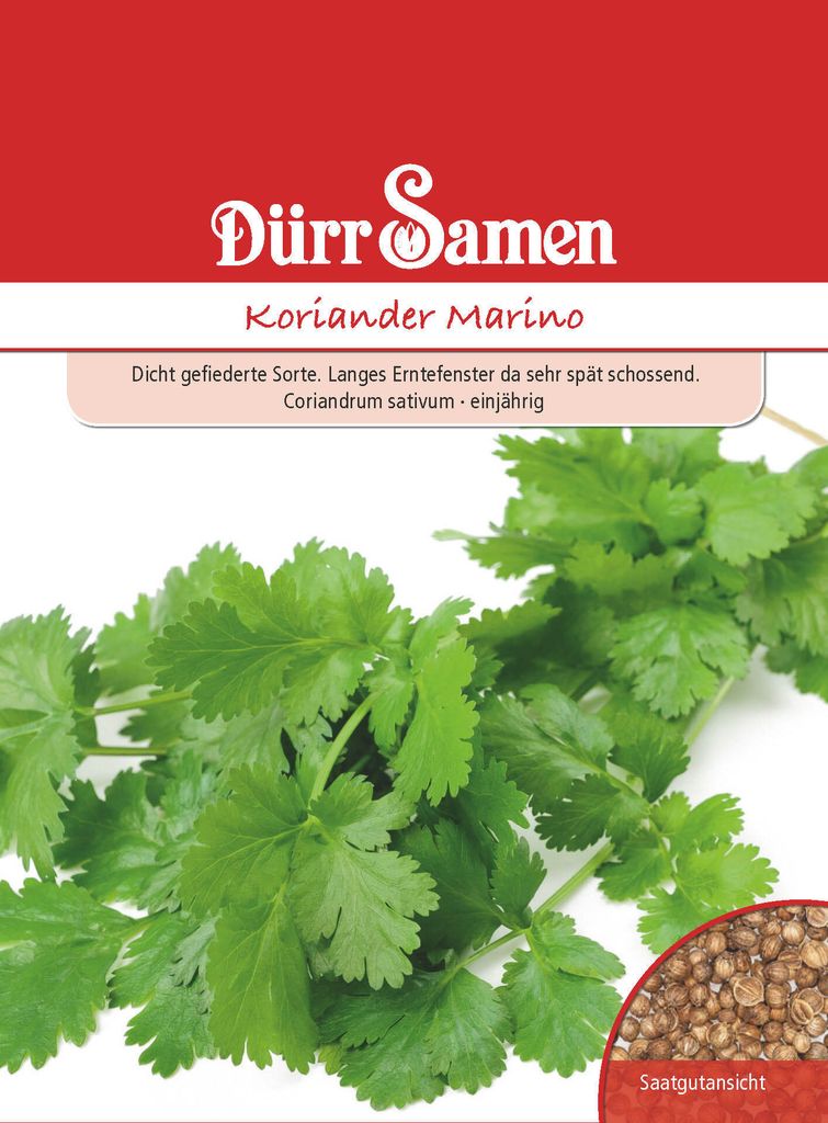 Koriander Marino | Koriandersamen von Dürr Samen [MHD Produktbild 