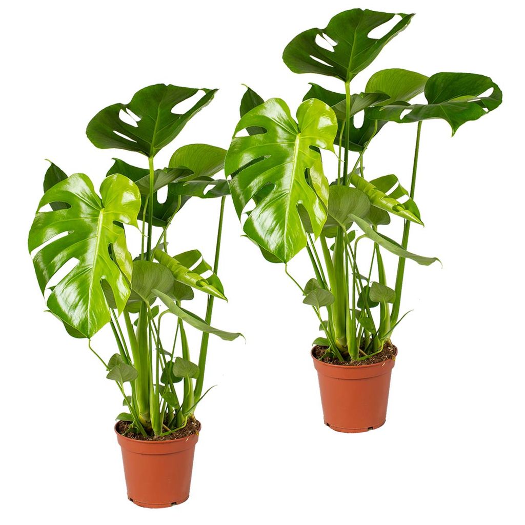 Lochpflanze   Monstera \'Deliciosa\' pro 20 Stück   Zimmerpflanze im  Aufzuchttopf cm20 cm   ↕20 cm