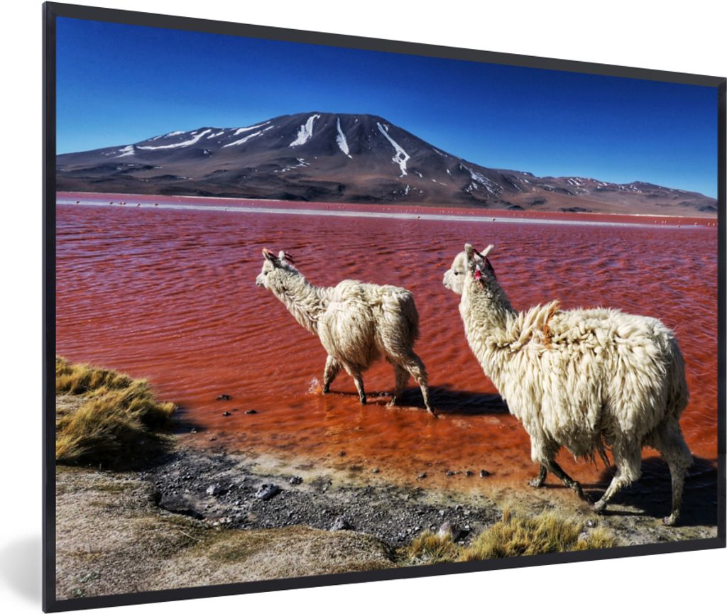 MuchoWow MuchoWow Gerahmtes Poster Alpakas - Rot - Berg 30x20 cm - Poster mit zchwarzem Bilderrahmen - Kunstdruck - Bild-Poster