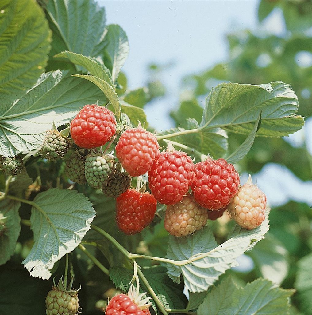 Rubus idaeus 'Autumn Bliss' -S-, Himbeere, rot, 40–60 cm