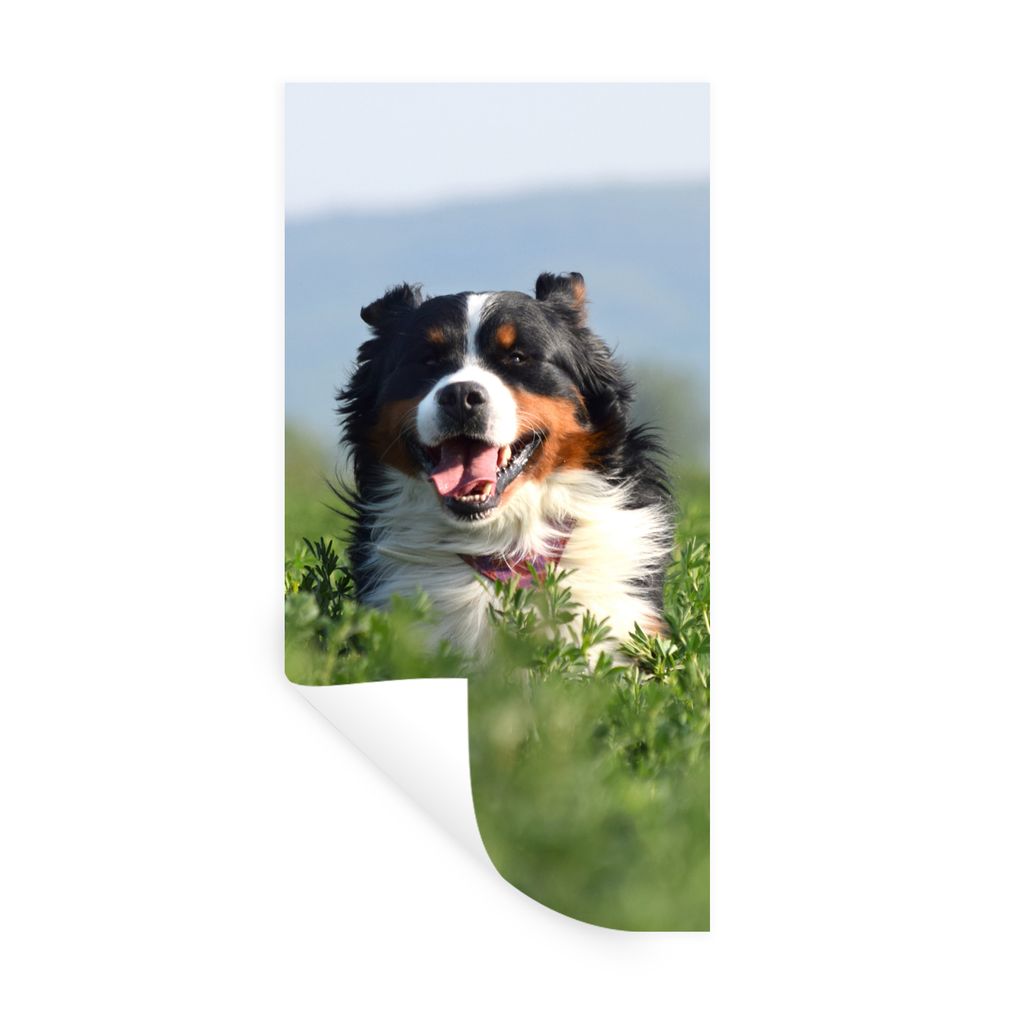 MuchoWow Wandtattoo Wandsticker Wandaufkleber Ein Berner Sennenhund im hohen Gras 40x80 cm Selbstklebend und Repositionierbar - Repositionierbar ...