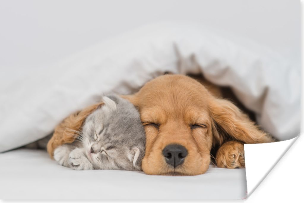 MuchoWow Poster Haustiere - Hund - Katze - Decke 30x20 cm - Plakate - Print