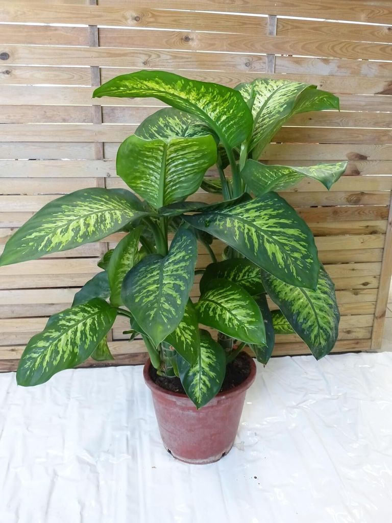 [Palmenlager] - XL Dieffenbachia se Tropic Snow 120 cm - 2er Tuff - Dieffenbachie