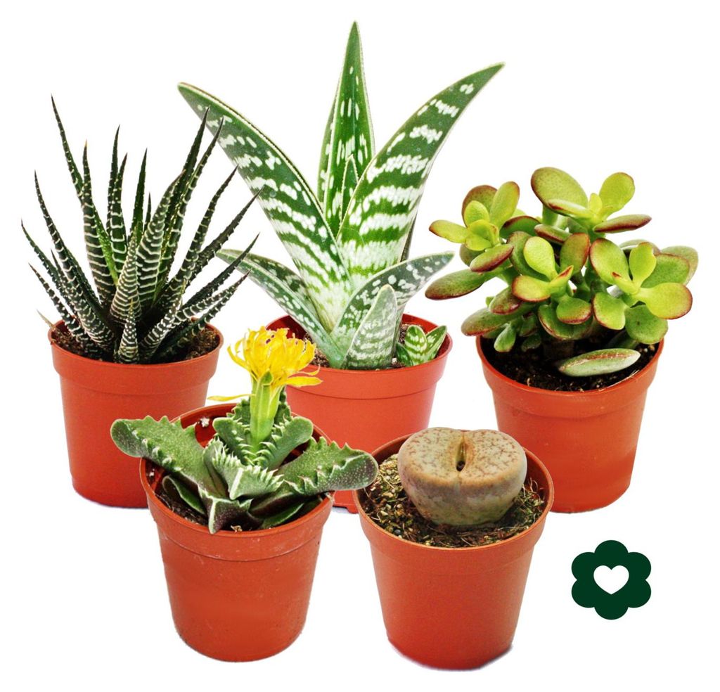 5 verschiedene Sukkulenten 5,5cm Topf im Set Produktbild 