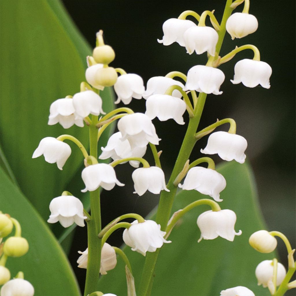 Convallaria Mughetto bianco White 1 pz Mughetti piantine Immagine del prodotto 