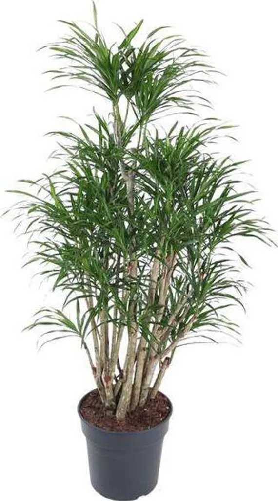 Plante de Salon Dracaena Anita 140cm - Décoration Végétale Grand Format