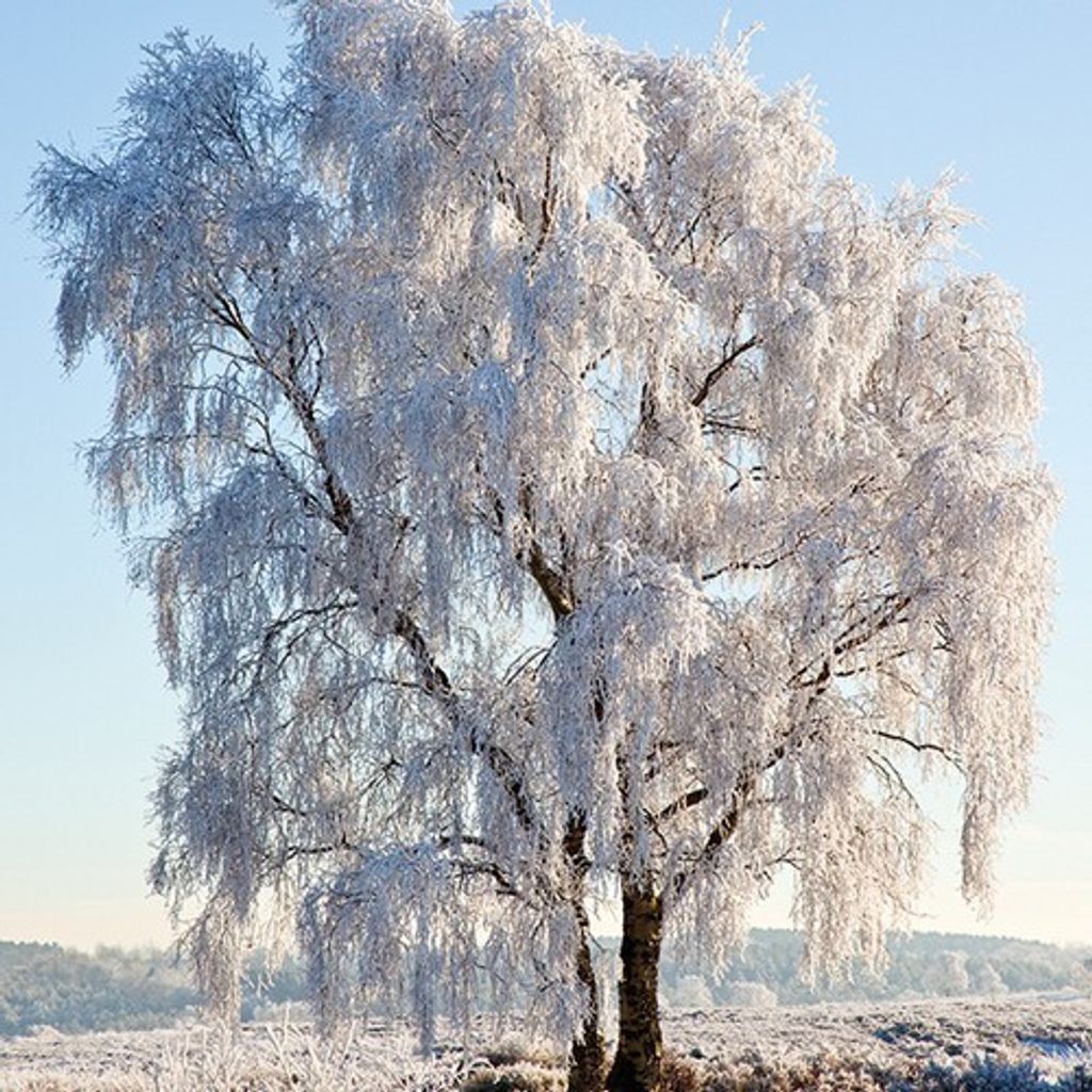 RP 20 Servietten Frozen Tree - Großer, schneebeckter Baum 33x33cm