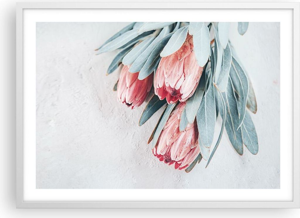 Gerahmtes Poster - Weißer Rahmen - Blume Eukalyptus Australier - 70x50 cm - Wand Bild - Wanddeko - Wandbilder - Kunstposter - Wandposter - Bilderr...