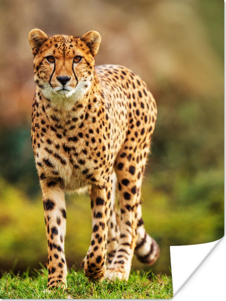 MuchoWow Poster Wildtiere - Gras - Leopard - Natur 60x80 cm - Schlafzimmer Dekoration