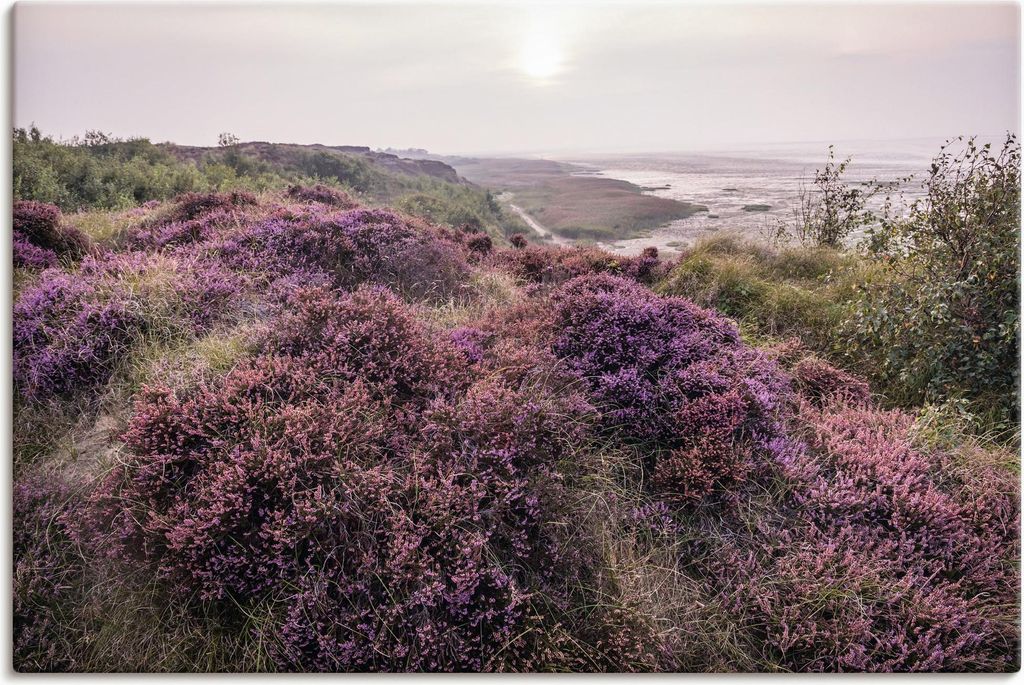 ARTland Leinwandbild Blühende Heidelandschaft auf Sylt Produktbild 